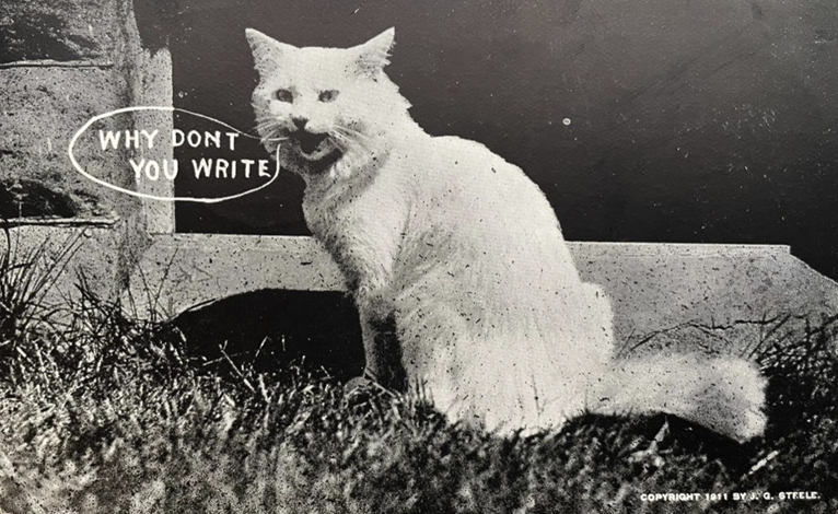 Image: An old public-domain postcard from 1911 showing a white cat asking its recipient, 'Why dont you write' [sic]