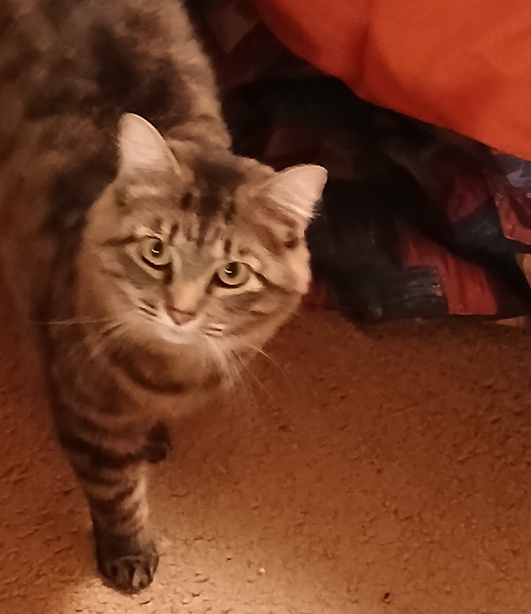 Image: Stella, a medium-haired brown tabby cat, standing on a beige carpet in front of a bed with two comforters, one with an abstract print in muted colors, the other burnt orange