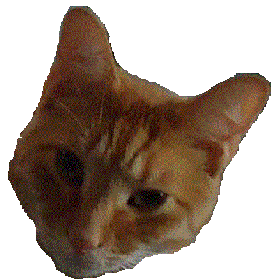 T-Bear, the orange cat